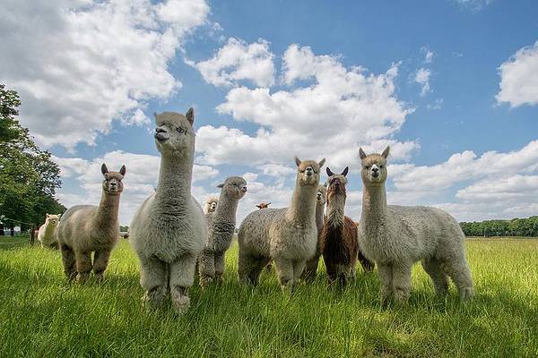 Qualcosa di diverso a Ibiza... La fattoria degli alpaca